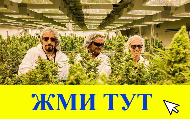 Купить наркотики в Новоалександровске